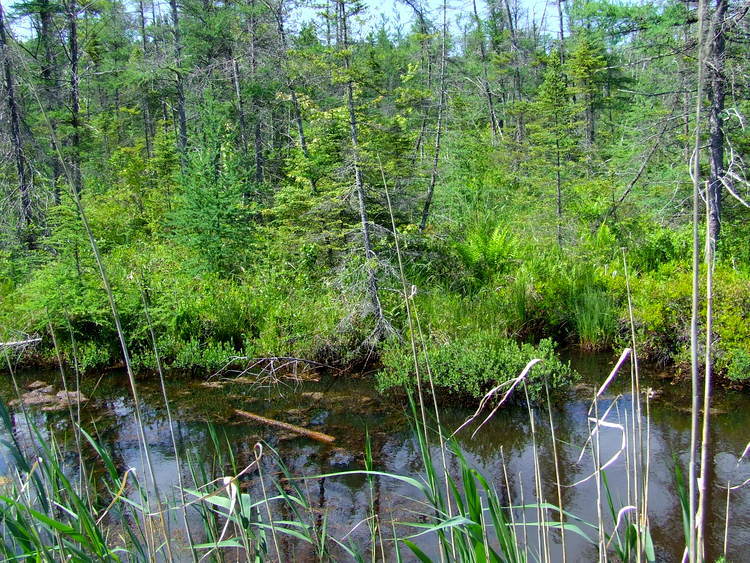 wetland